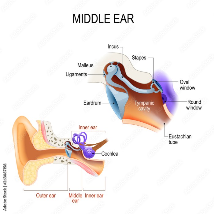 Anvil in the ear crossword