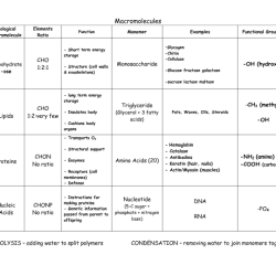 Biological molecules worksheet answer key