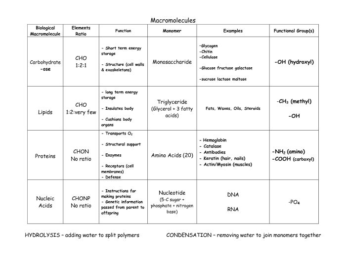 Biological molecules worksheet answer key