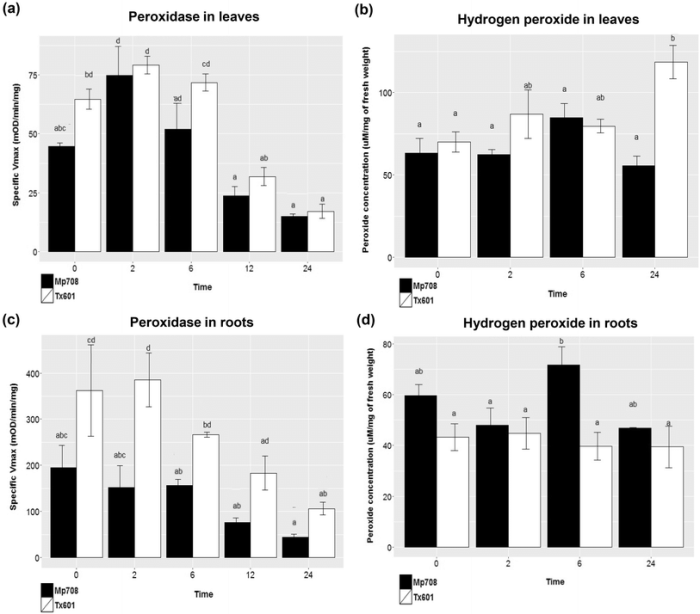 How would you characterize the peroxidase activity of carrots